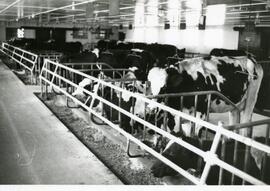 Animal Science, 1950's-1990's.
