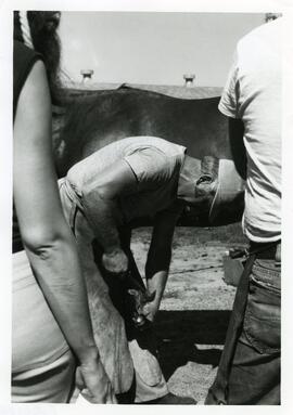 Animal Science, 1974.