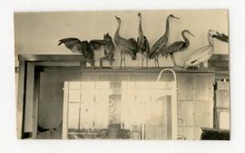 Different taxidermied birds on top of shelf
