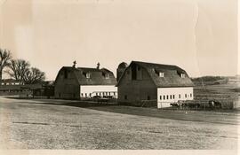 Barns and cows, 1985