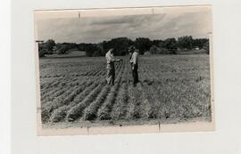 Plant & Earth Science/Faculty, 1950.