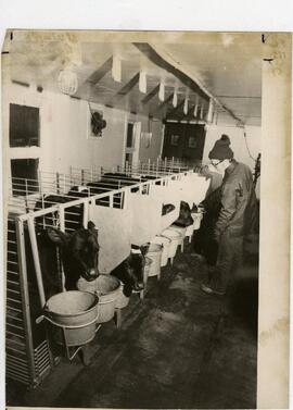 Animal Science, 1950's-1990's.