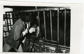 Animal Science, 1950's-1990's.