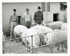 Animal Science, 1967-1968.
