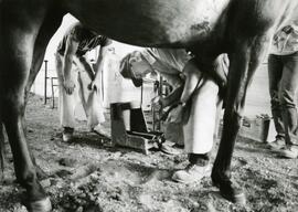 Animal Science, 1950's-1990's.