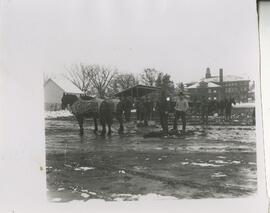 Horses clearing field