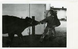 Animal Science, 1950's-1990's.