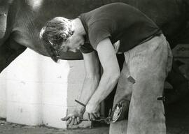 Animal Science, 1984.