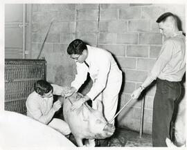 Animal Science, 1950's-1990's.