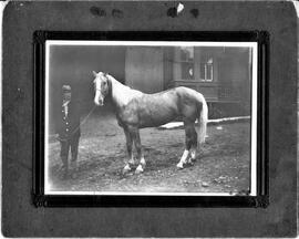 Horse with unknown man, undated