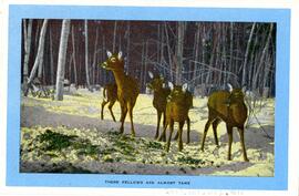 Deer in the Snow