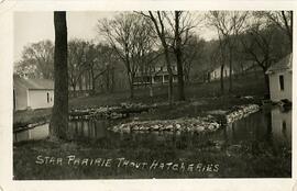 Trout fish hatchery, Star Prairie, Wisconsin