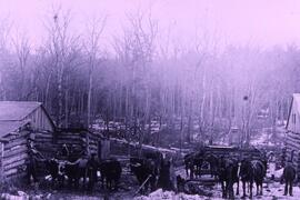 Hayward Logging Camp, circa 1890