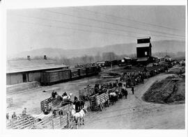 Elmwood: Businesses, stockyards, undated