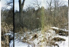 Woods adjacent to Kinnickinnic River River, 1993