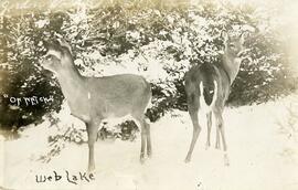 Winter scene at Webb Lake, Burnett County, Wisconsin