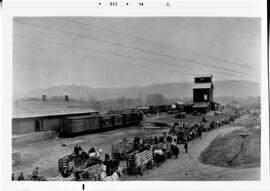 Elmwood: Businesses, Elmwood Depot, stockyards, undated