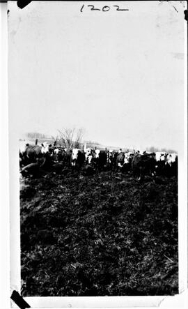 Cows and pigs on unknown farm