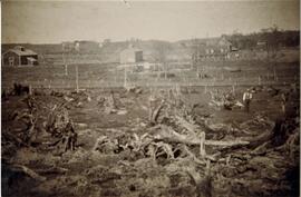 Woodville: miscellaneous, views, west of sawmill, undated