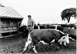 Cows on unknown farm with unknown farm person