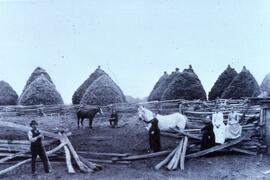 Ira J. Smith farm grain stacks, circa 1890