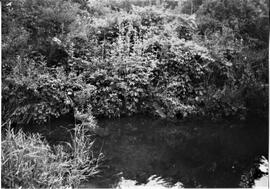 Pierce County: Clifton Township, miscellaneous, Dayton Mill site, 1992