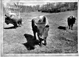 Buffaloes, undated